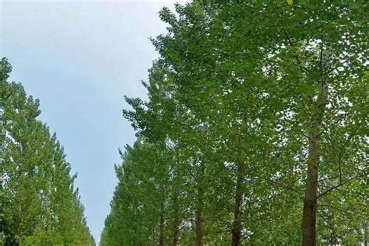 杨树一年施肥几次较好？