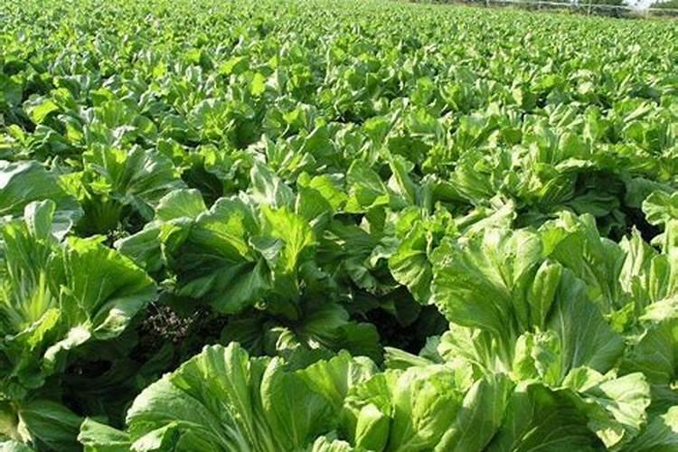 天然矿泉水中的矿物质,能被身体吸收吗