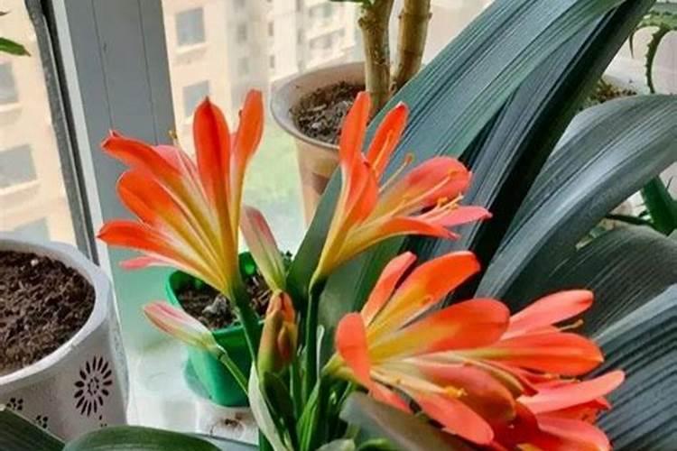 君子兰冬天可以施肥吗