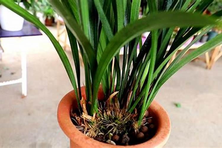 墨兰施什么肥料,墨兰什么时候可以施肥