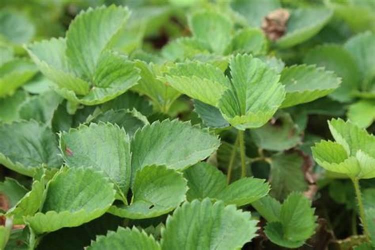 草莓什么使用叶面肥？草莓什么时间不用叶面肥？