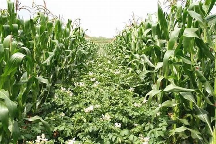 种番薯一亩地放多少斤钾肥