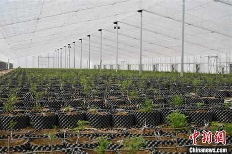 碧天然高磷高钾价格表