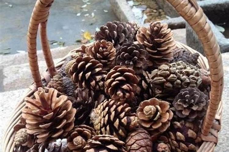 松果可以直接放花盆里吗 松果可以直接养花吗