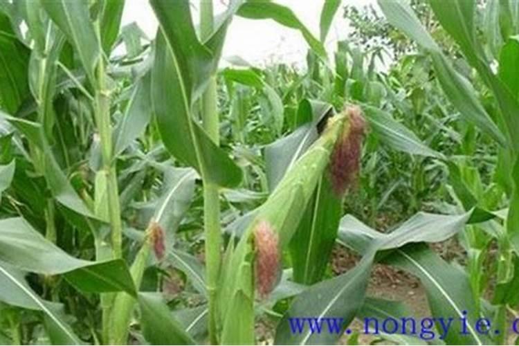 玉米缺硼有哪些防治措施？