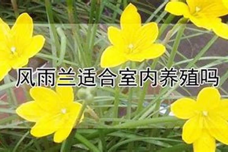 风雨兰为什么只长叶子不开花,不开花原因及解决方法