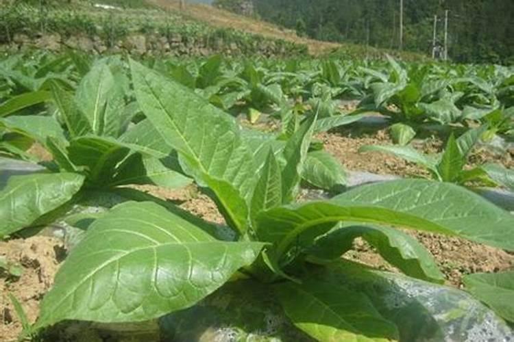 栀子花上什么肥料最好