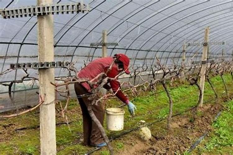 春季葡萄该怎么施肥