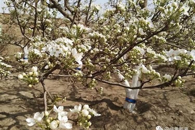 想要梨树增产,梨子膨大,怎么办？需要用什么梨子膨大素好？