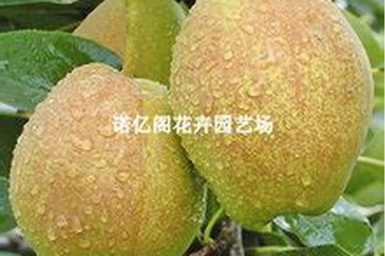 库尔勒香梨开花前期打什么(营养药