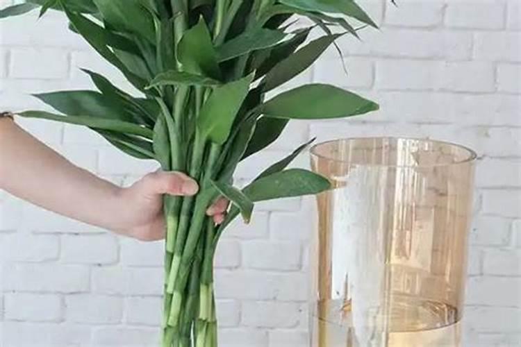 富贵竹浇什么肥料合适