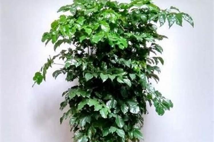 绿宝树怎么施肥