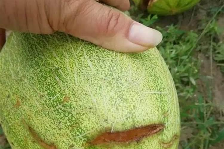 哈密瓜膨大期用什么肥料？