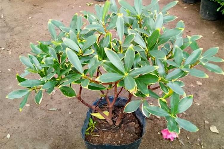 怎样根据木本花卉需肥特点进行施肥？