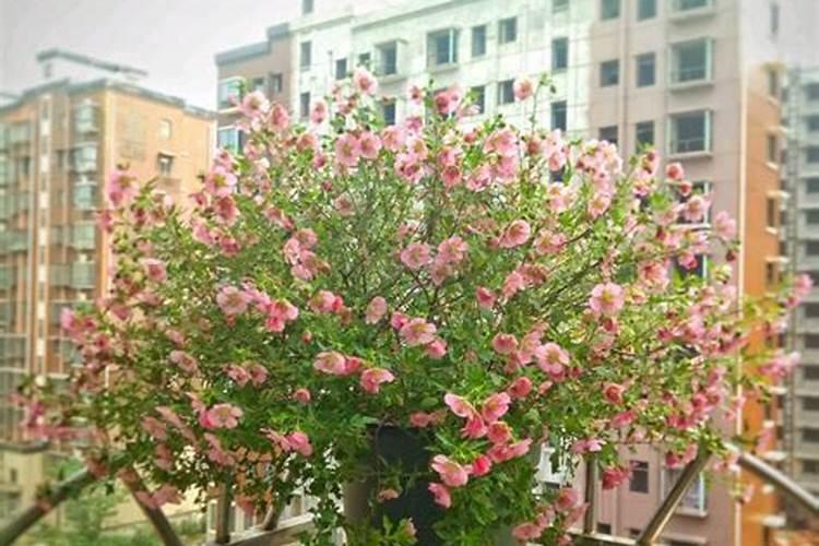 木本的花都上什么肥