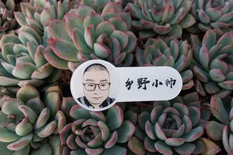 多肉植物怎么养才能又肥又美？