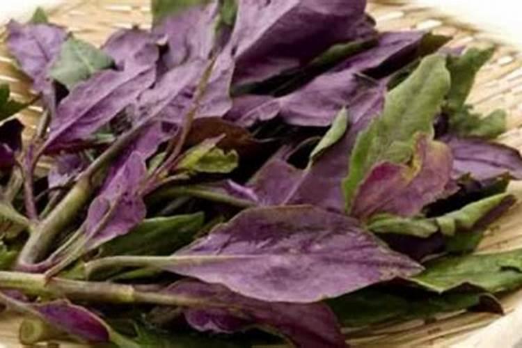 血皮菜(红凤菜)怎么种植