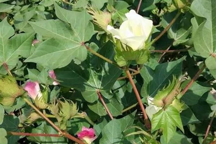 新疆南疆棉花进入7月份如何施肥