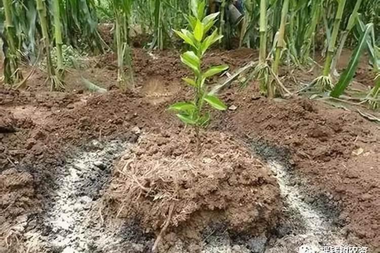 怎样提高叶面施肥的效果？