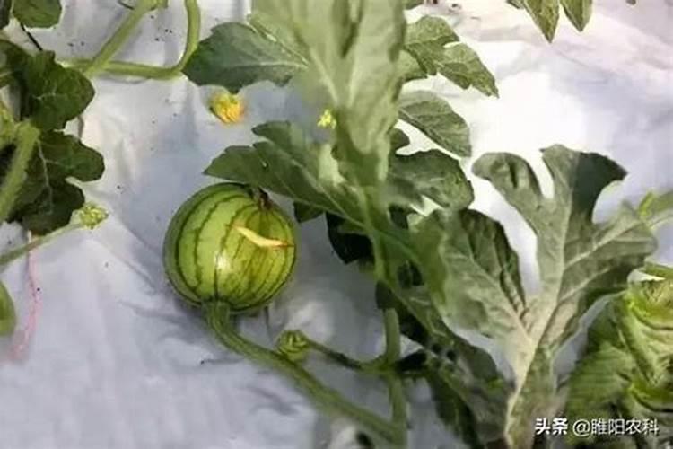 一亩地用多少硼肥 如何正确施硼肥