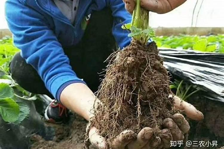 生菜出现了烂根的现象怎么办