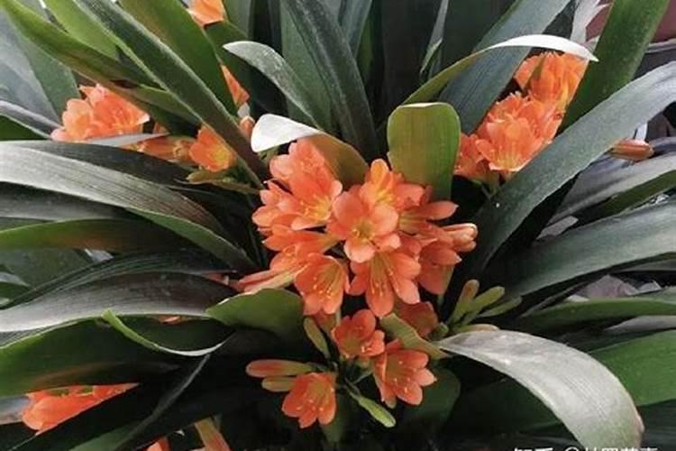 君子兰要开花时用什么肥好