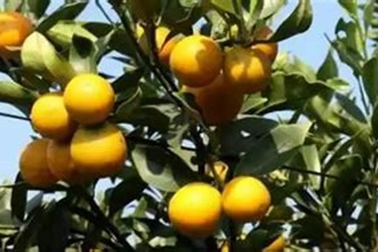 脆蜜金桔要施什么肥料