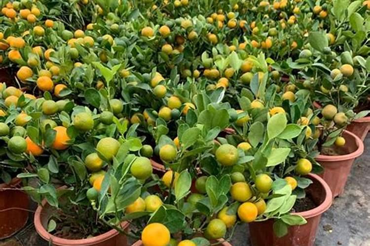 金桔病害磷酸二氢钾有用吗