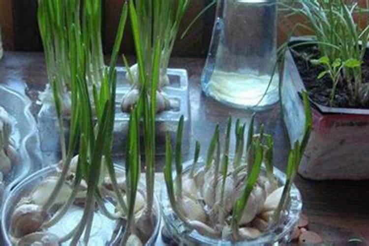 大蒜壮苗生根剂可以知中量水溶肥一起喷施吗？