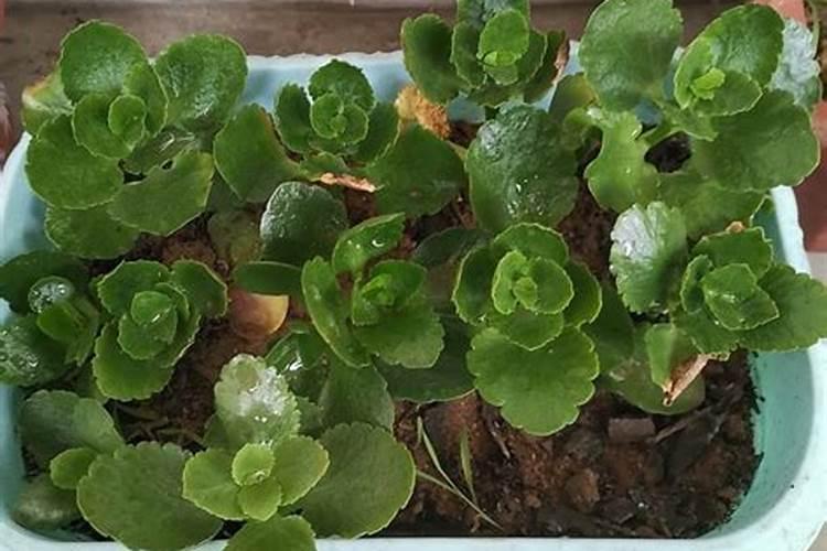 长寿花小苗“僵苗”不爱生长,生长缓慢怎么办,牢记几个小细节