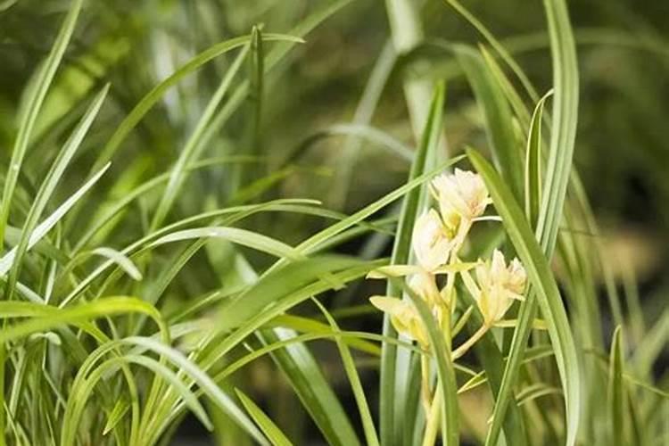 木炭可以放多久 木炭的保质期是多久？