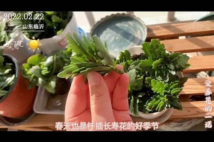 长寿花小苗怎样才能多生侧芽