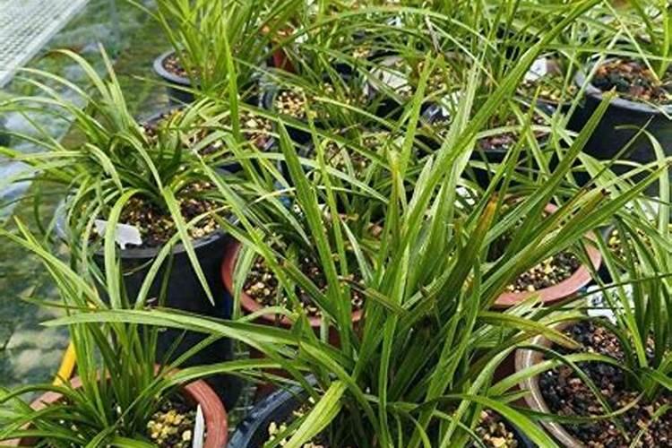 兰花有花蕾可以施肥吗,兰花施肥的六大注意事项