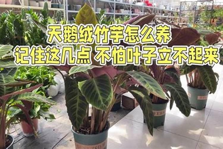竹芋施什么肥最好