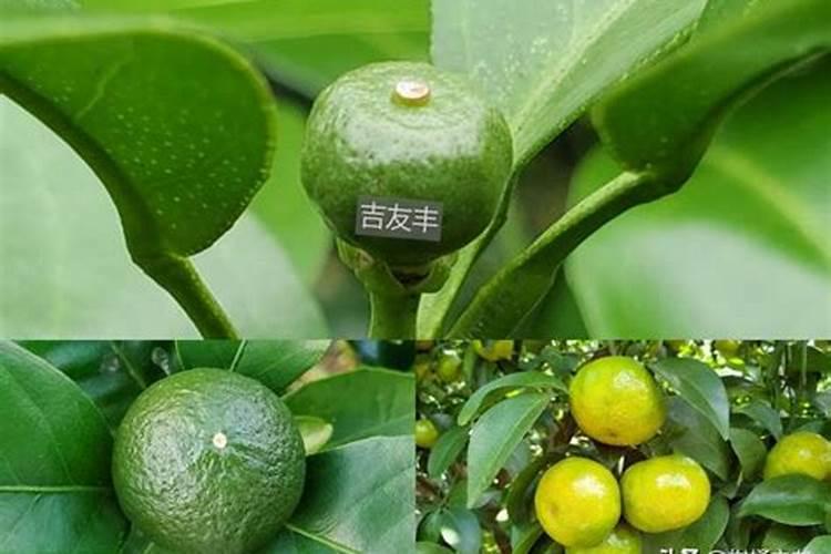 颗立硼在柑橘果树怎样使用