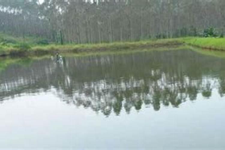 黑坑下化肥怎样钓鱼