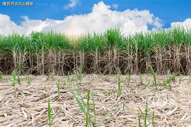 甘蔗用什么肥料最好