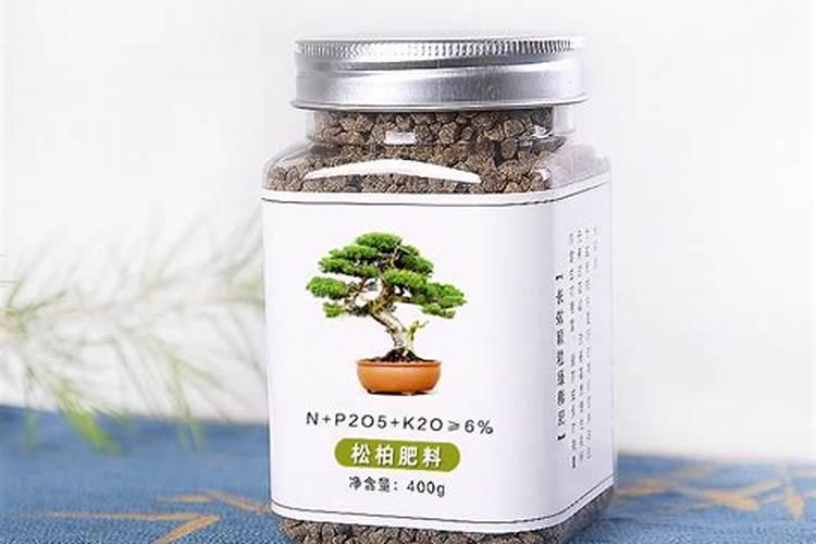 地栽黑松一年能长多粗