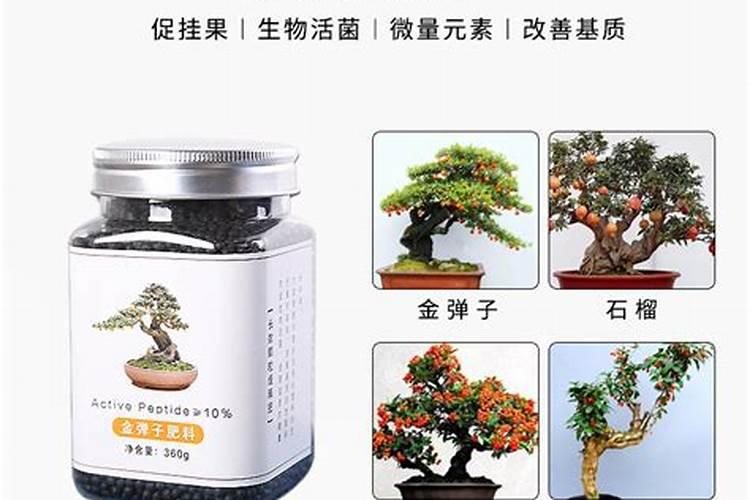 黑松施什么肥好