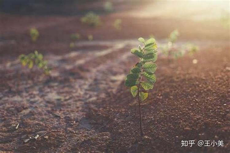 磷肥有酸性与碱性之分吗？【科学施肥】