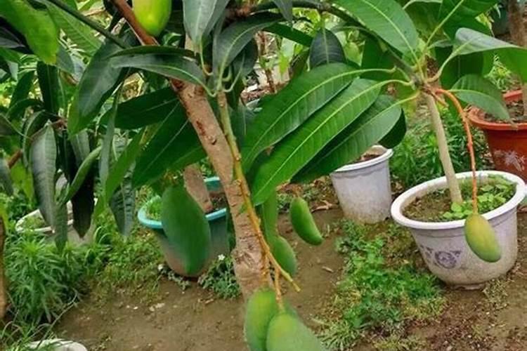 种植花生亩施多少复合肥最合适