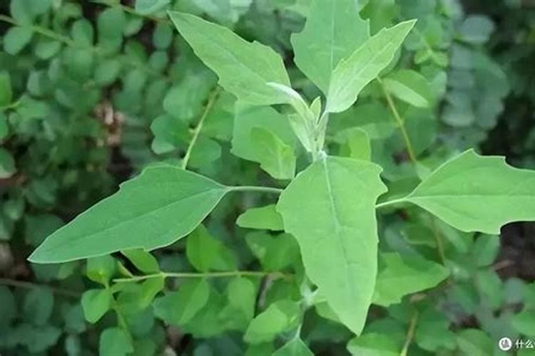 稻草灰可以当肥料吗？