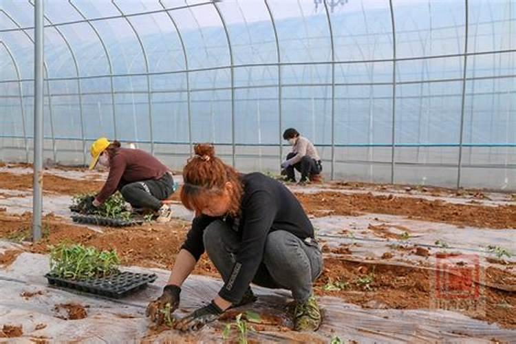 种西瓜打什么农药最好