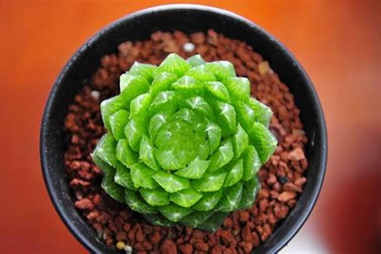 多肉植物盆栽怎么养