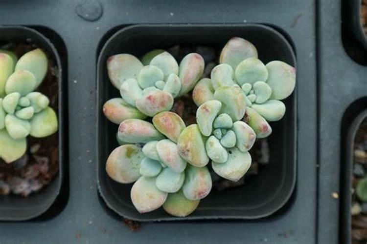 冬天多肉植物怎样浇水