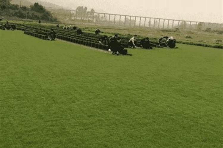 华田盛德草坪专用肥如何？