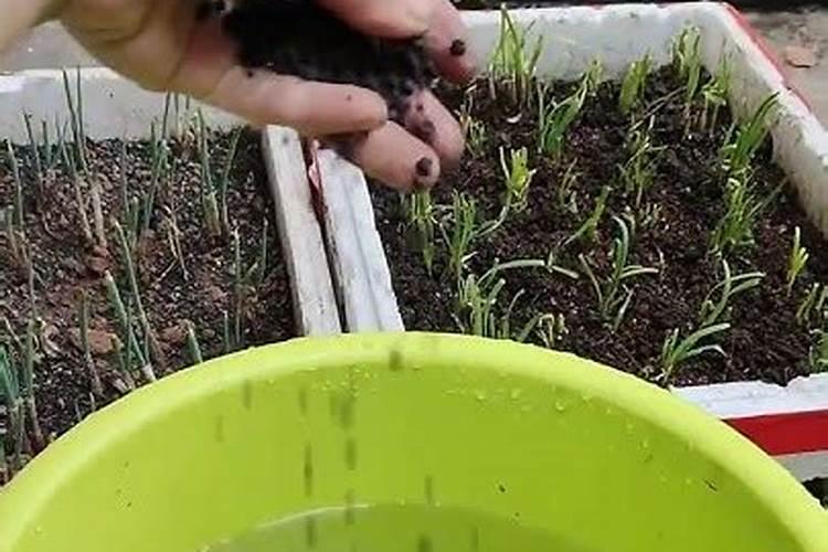 如何给蔬菜施钙肥才能更有利吸收？