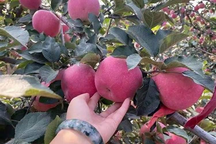 氯化钾果树上应用