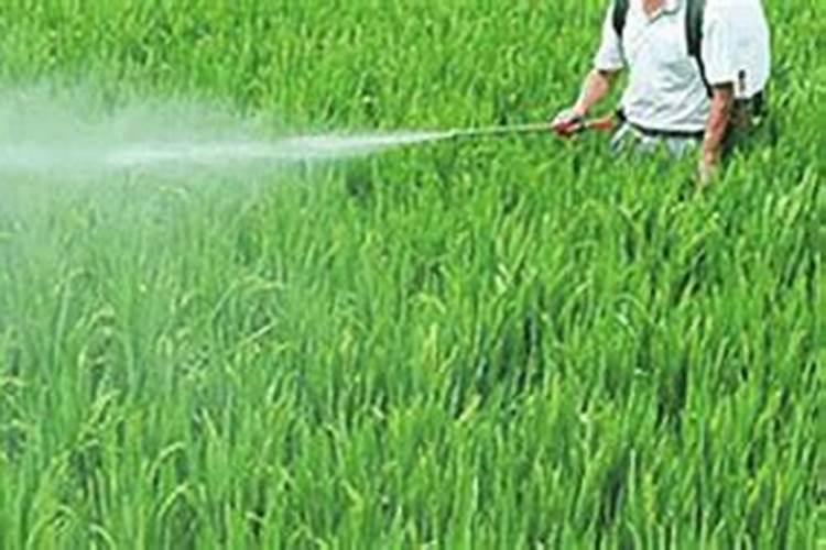 冬季油菜需防治的病虫害有哪些？介绍几种常见方法？