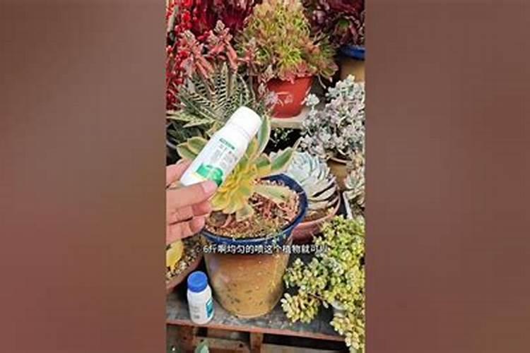 芸苔素多久喷一次,什么时候不能喷,什么情况下使用